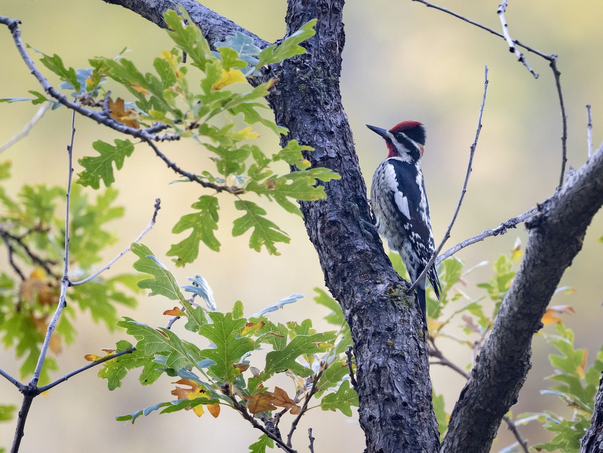 Red-naped Sapsucker - ML643235809