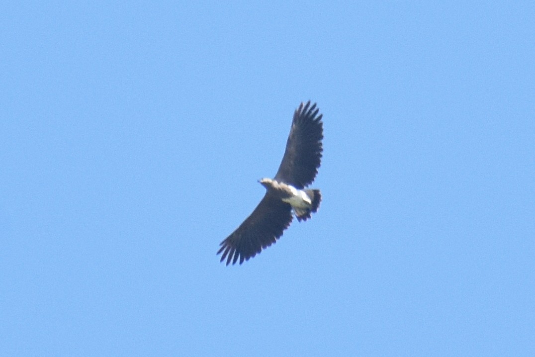 Lesser Fish-Eagle - ML643235815