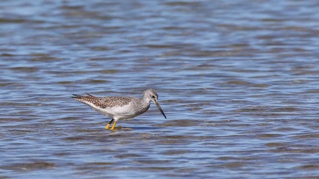 Greater Yellowlegs - ML643235843