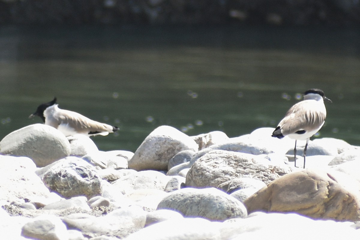 River Lapwing - ML643235852