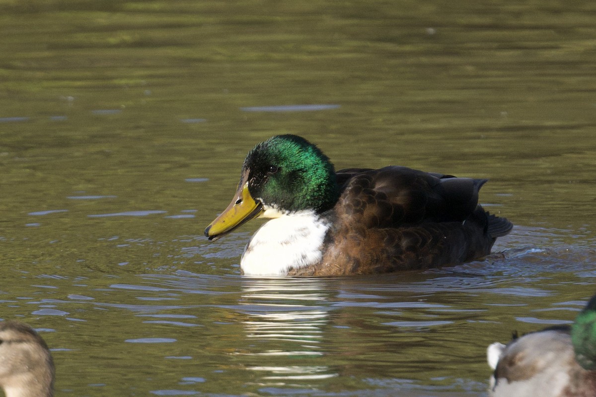 Mallard (Domestic type) - ML643235864