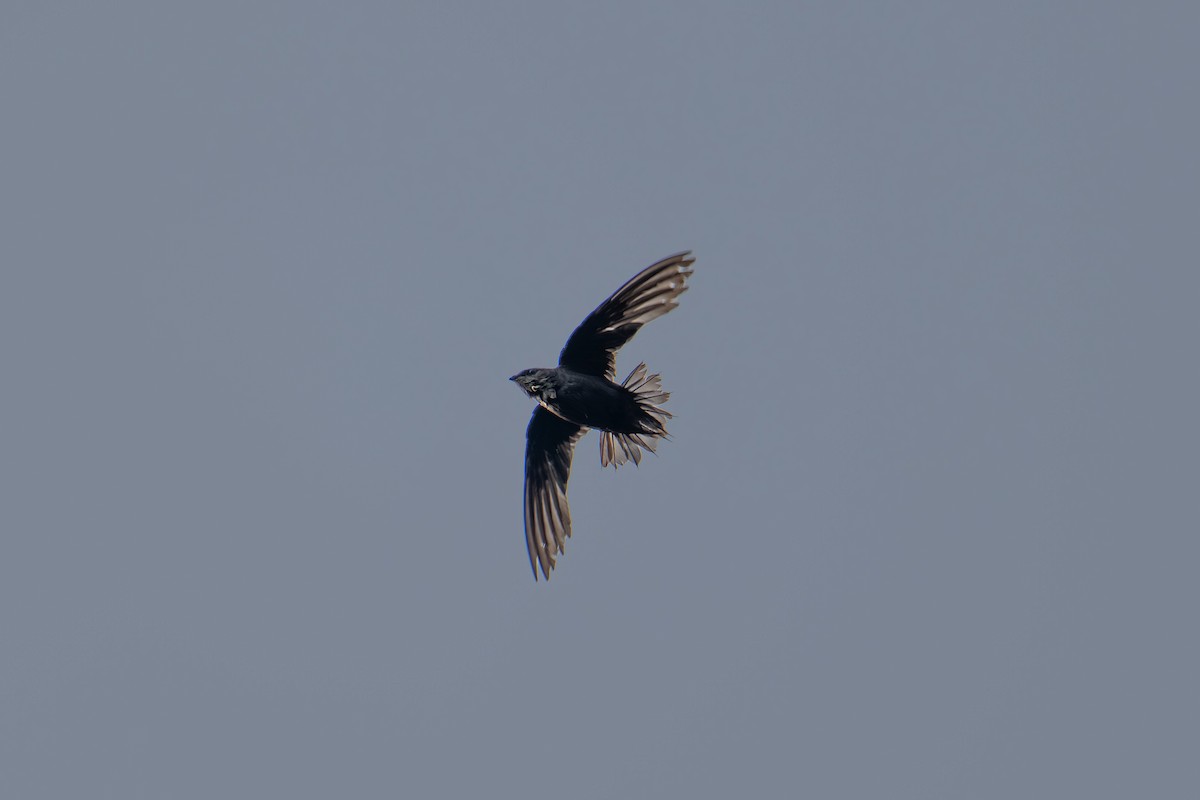 Chimney Swift - ML643235871