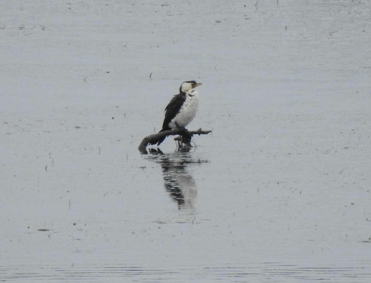 Little Pied Cormorant - ML643235880
