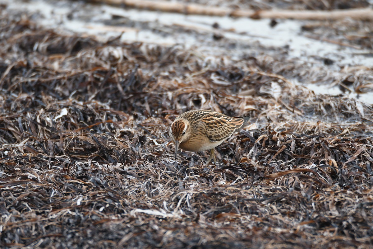 尖尾濱鷸 - ML643235886