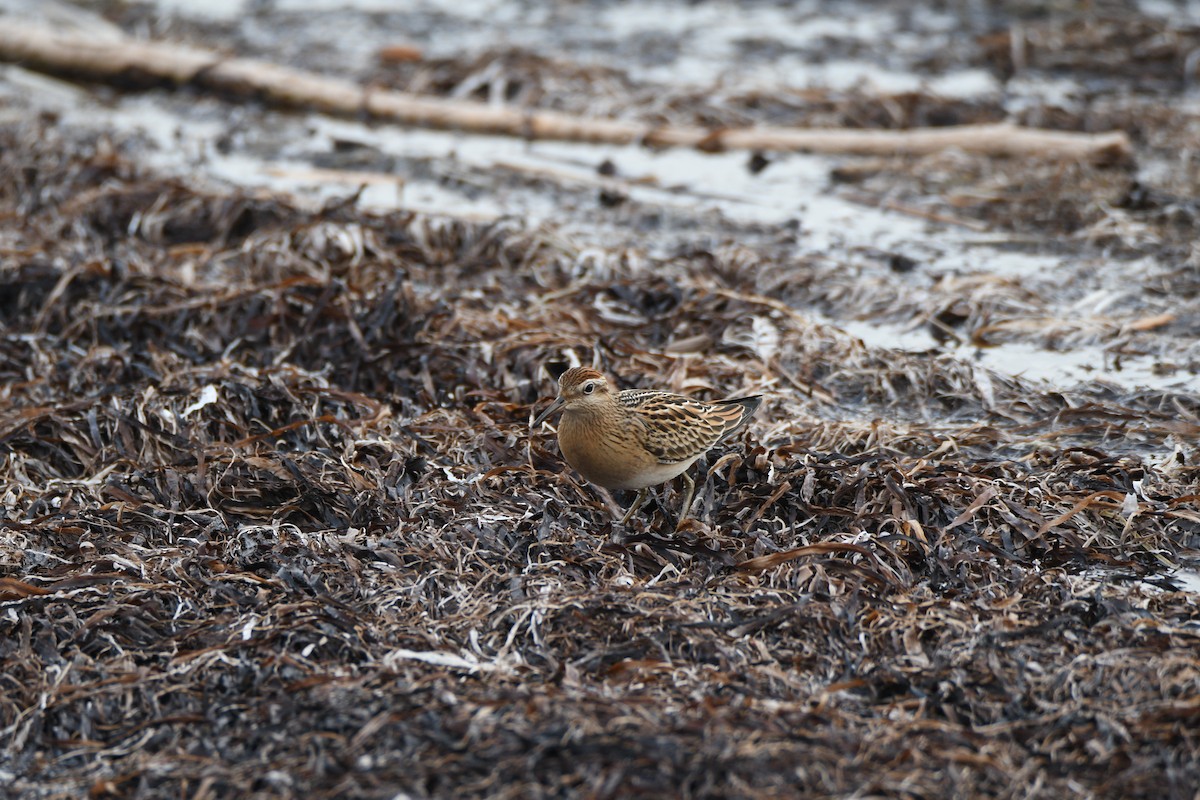 尖尾濱鷸 - ML643235897