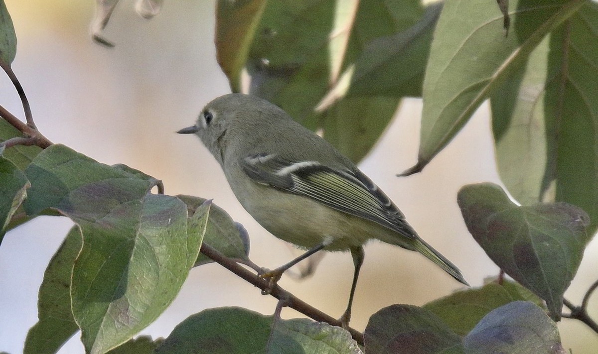 Roitelet à couronne rubis - ML643235903