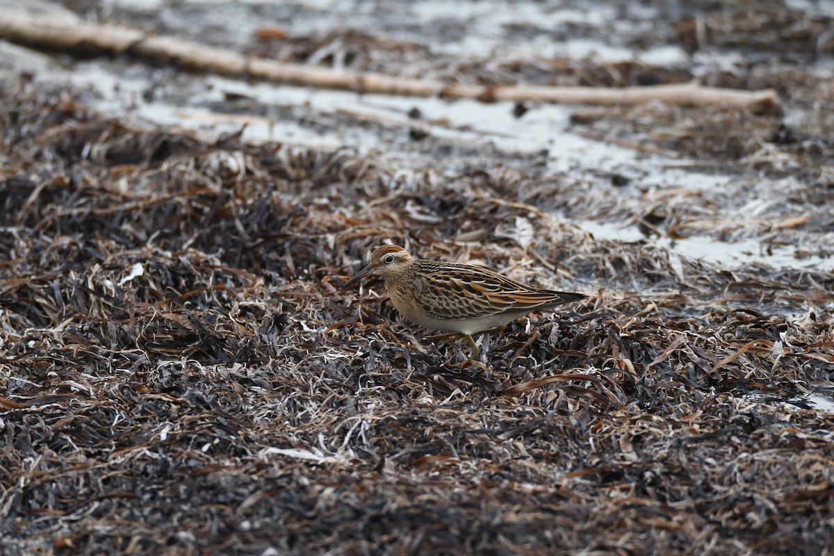 尖尾濱鷸 - ML643235912