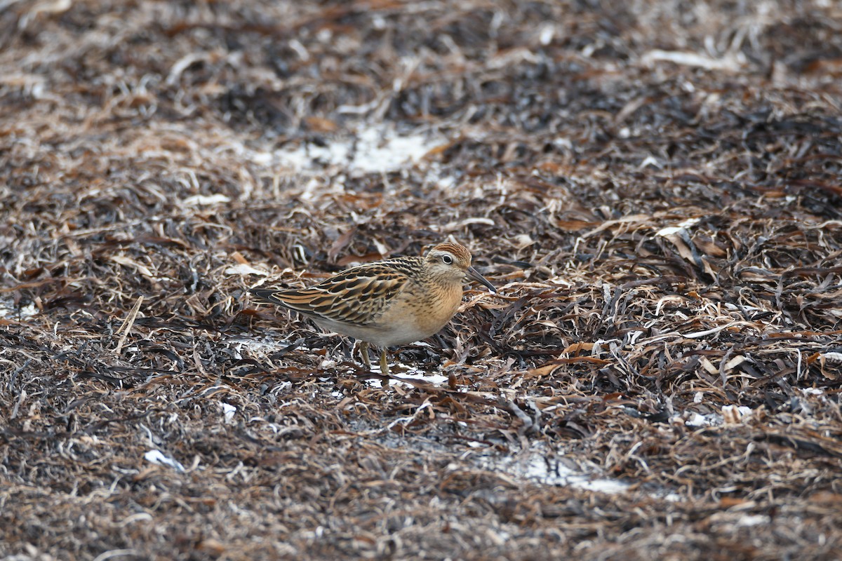 尖尾濱鷸 - ML643235947