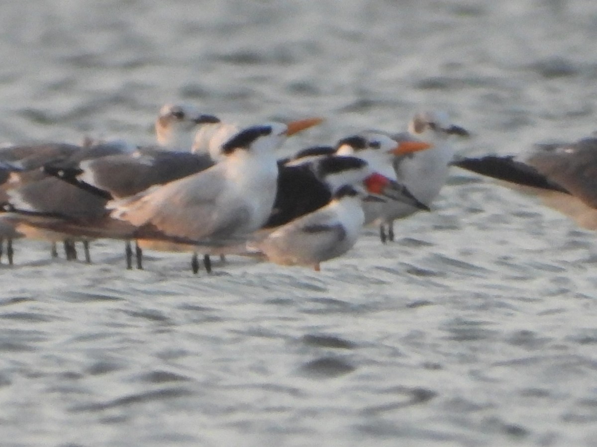 Common Tern - ML643235954