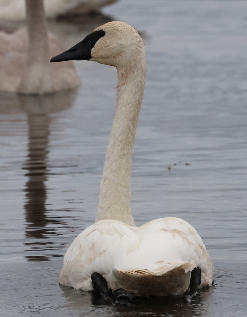 Trumpeter Swan - ML643235957