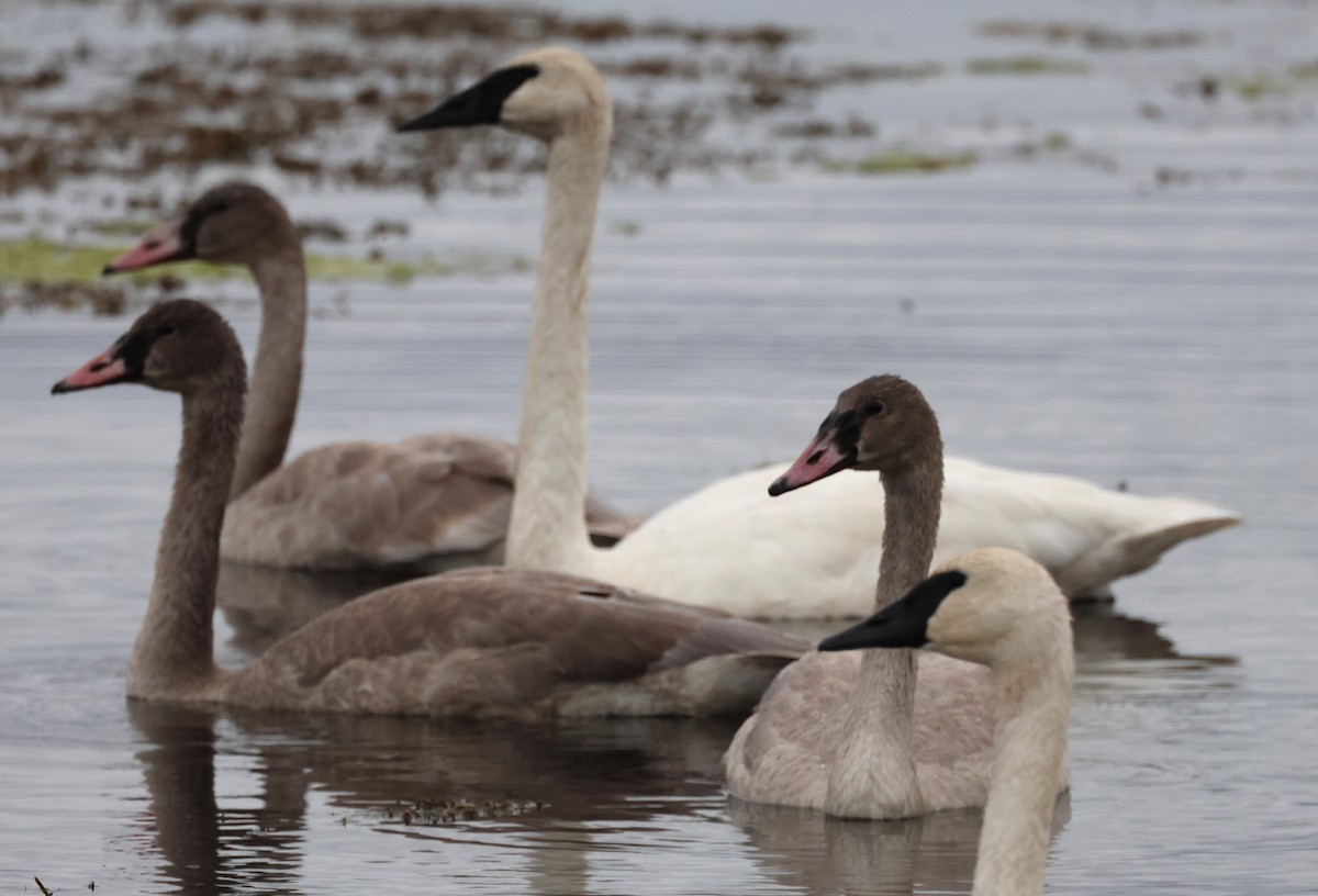 Trumpeter Swan - ML643235972