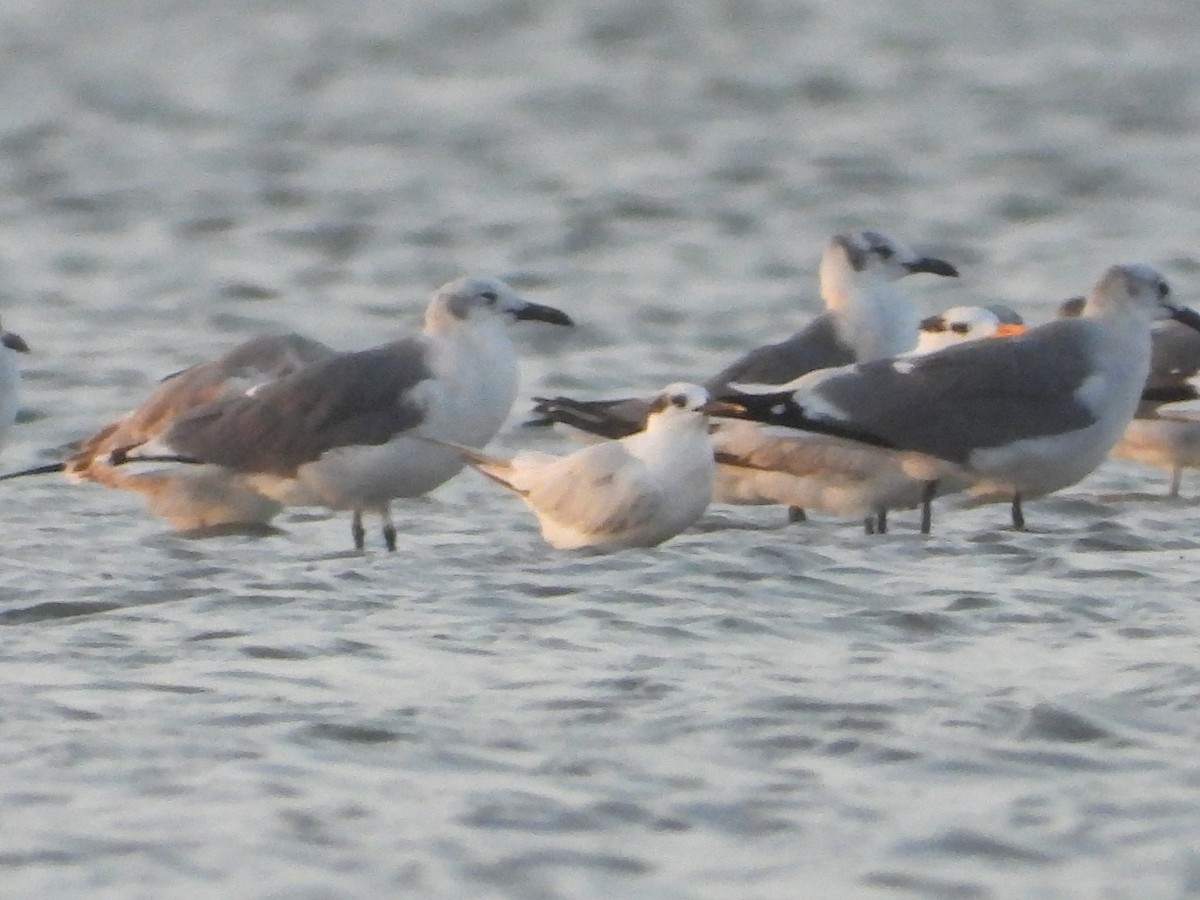 Sandwich Tern - ML643235977
