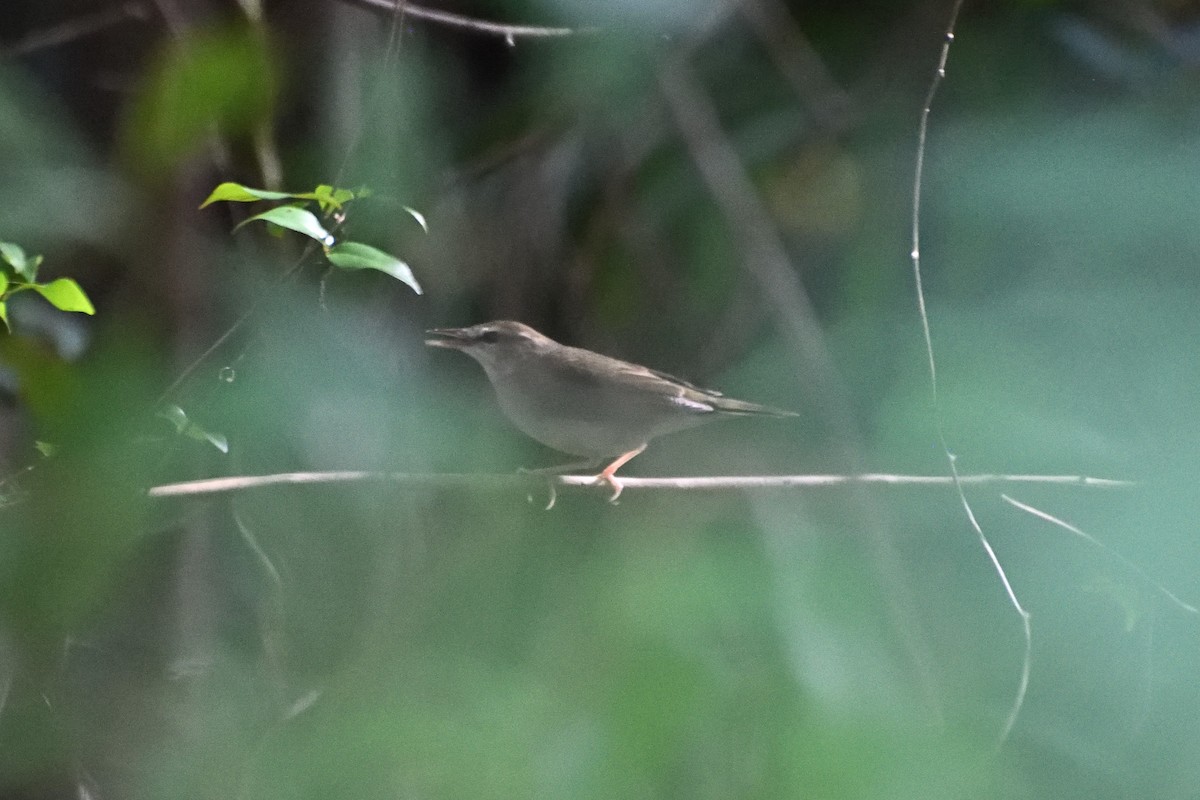 Swainson's Warbler - ML643235978