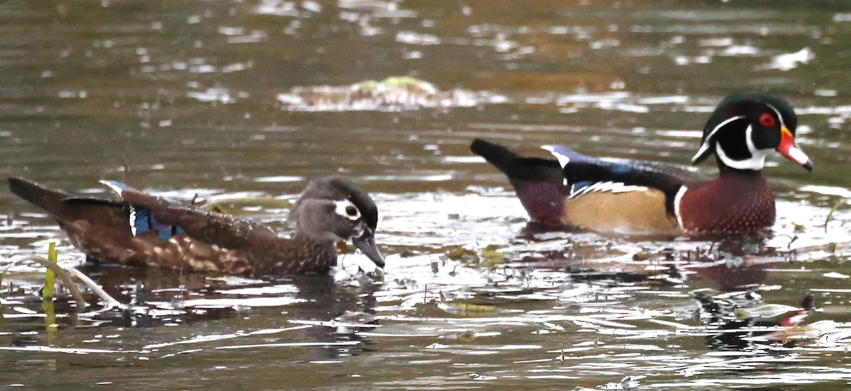 Wood Duck - ML643235980