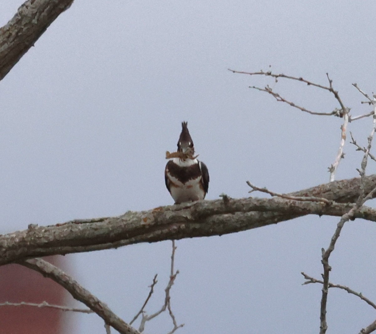 Belted Kingfisher - ML643235991