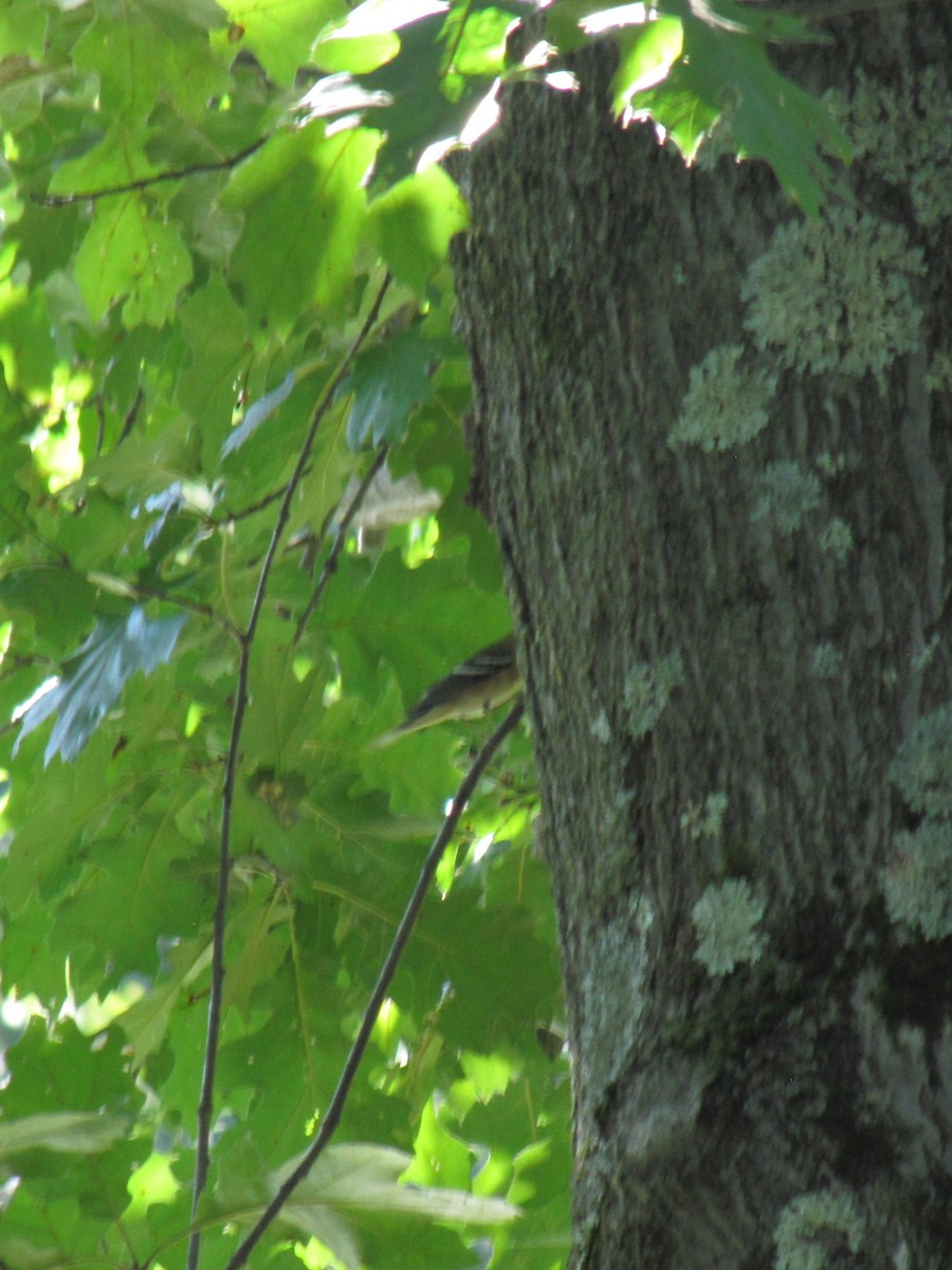 Parulidae sp. - ML643236018