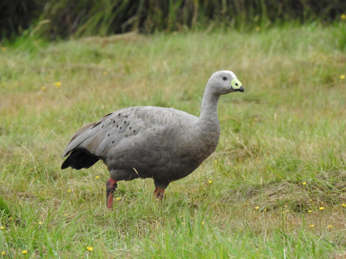 Cape Barren Goose - ML643236022