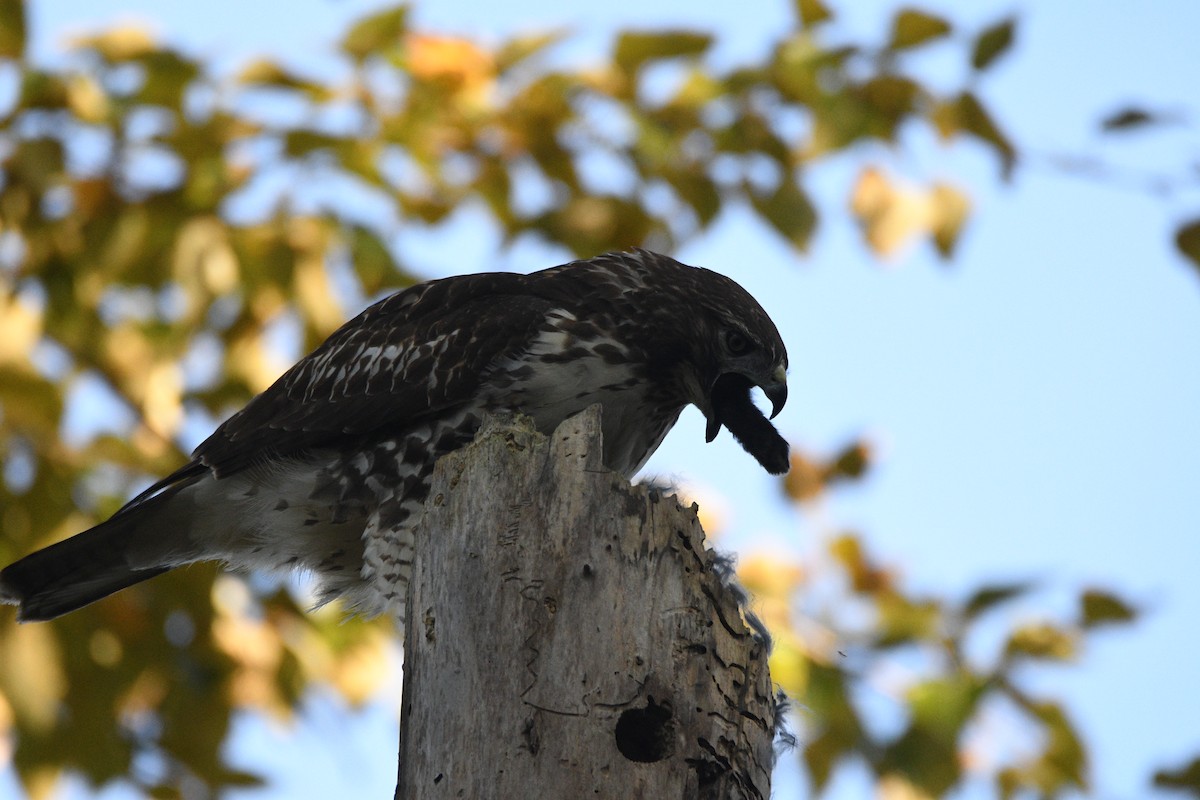 Red-tailed Hawk - ML643236031