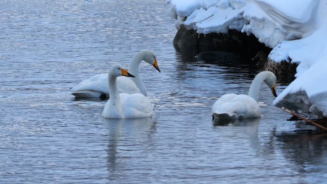 Whooper Swan - ML643236032
