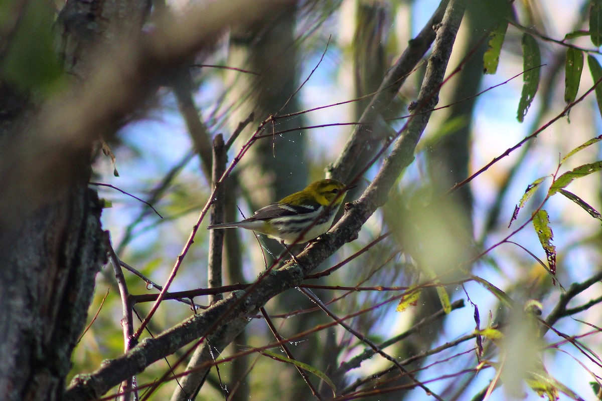 Black-throated Green Warbler - ML643236044