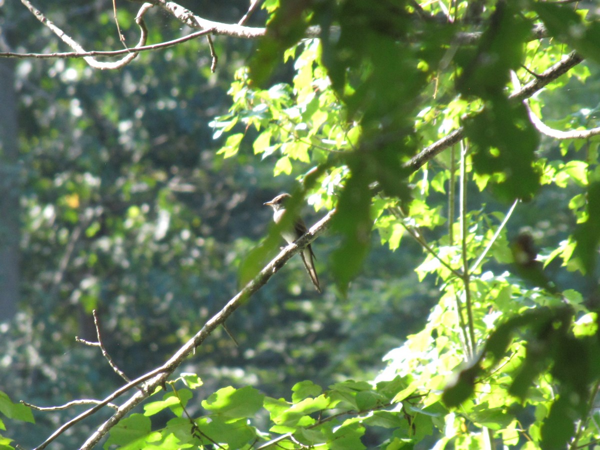 Восточный пиви - ML643236046