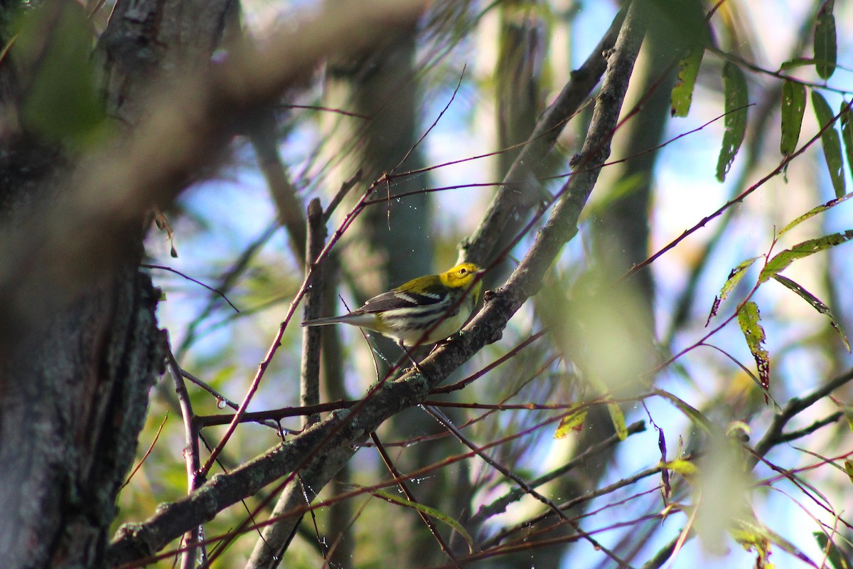 Black-throated Green Warbler - ML643236047