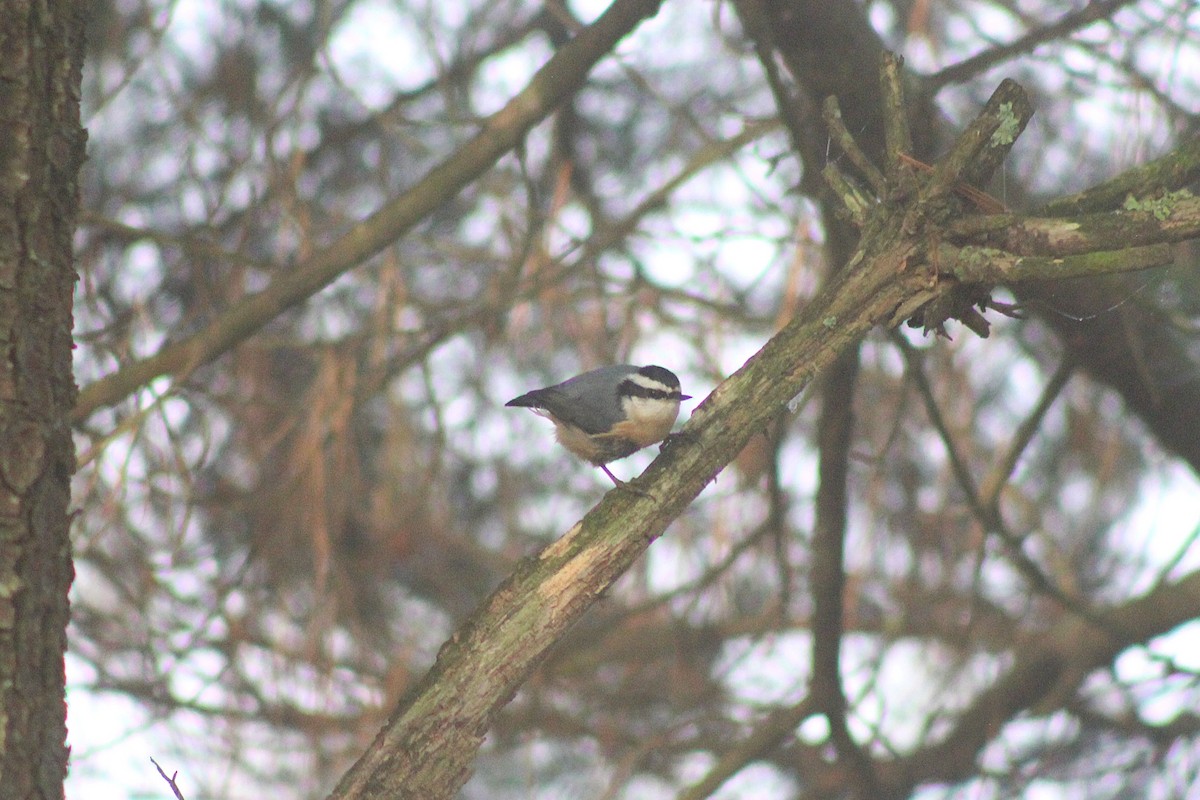 Red-breasted Nuthatch - ML643236082