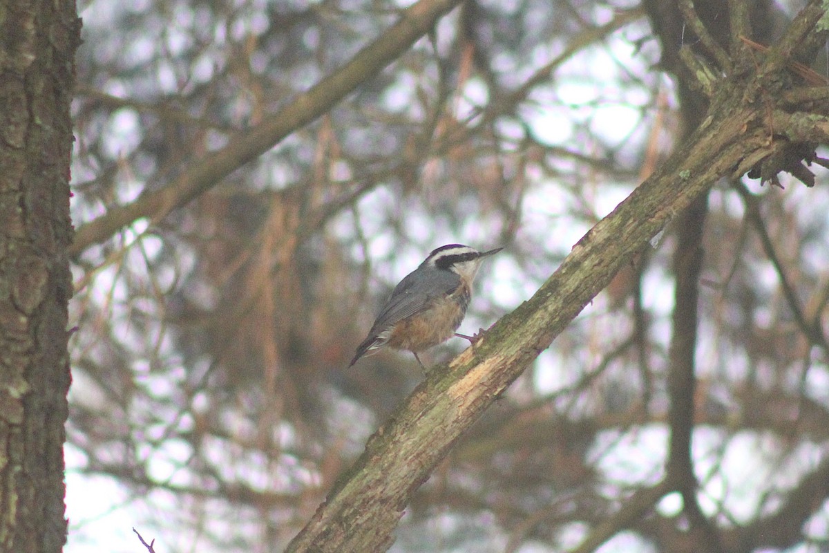 Red-breasted Nuthatch - ML643236088
