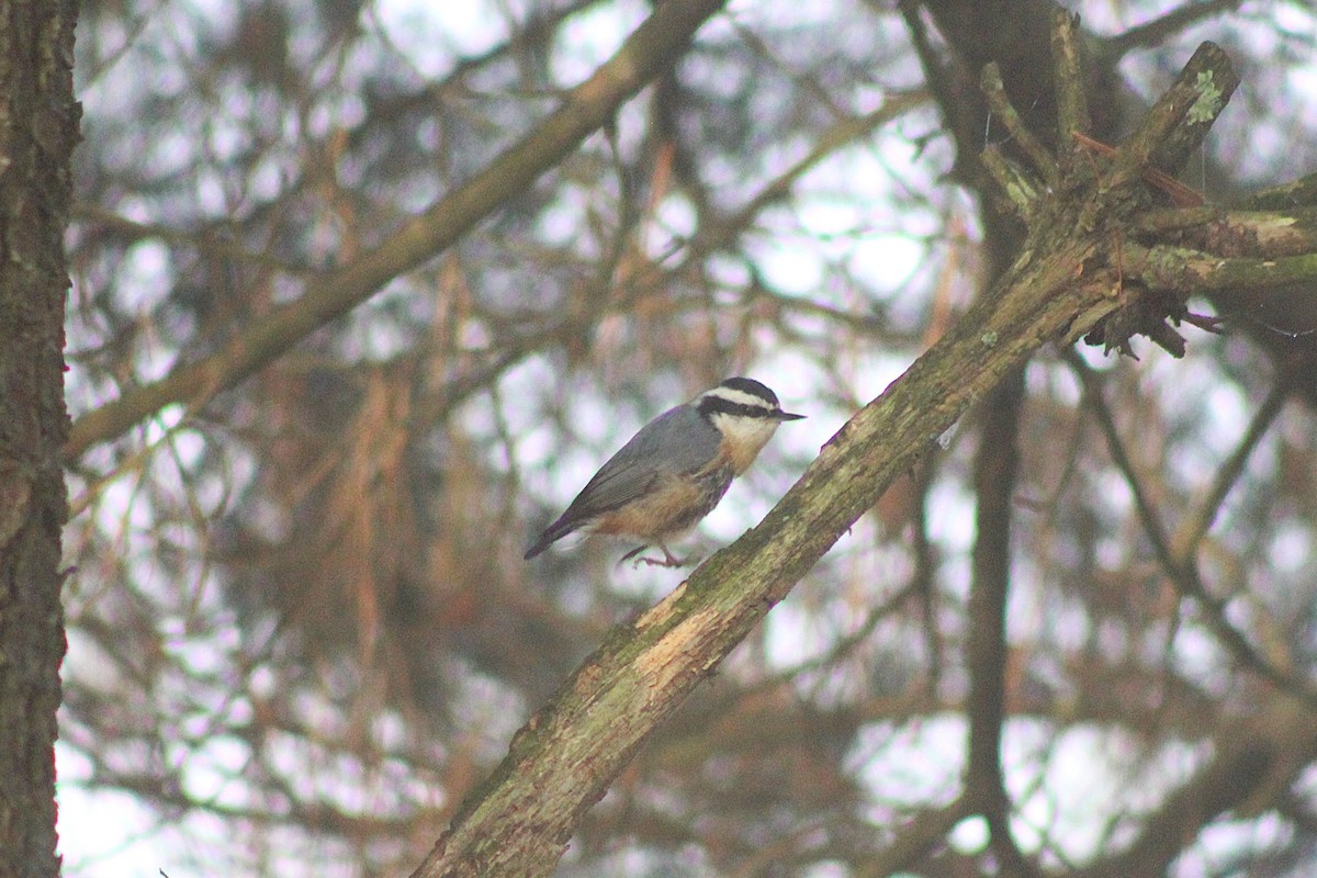 Red-breasted Nuthatch - ML643236089