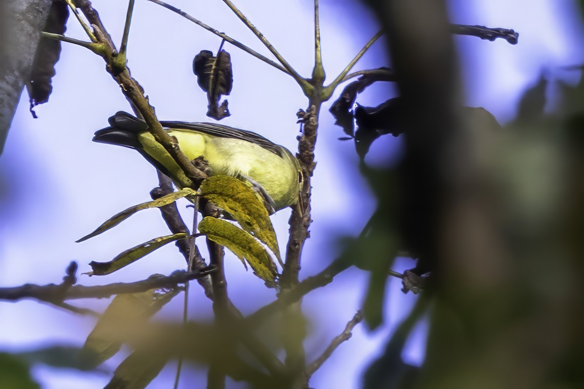 Scarlet Tanager - ML643236091