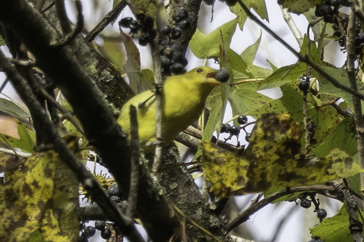 Scarlet Tanager - ML643236092