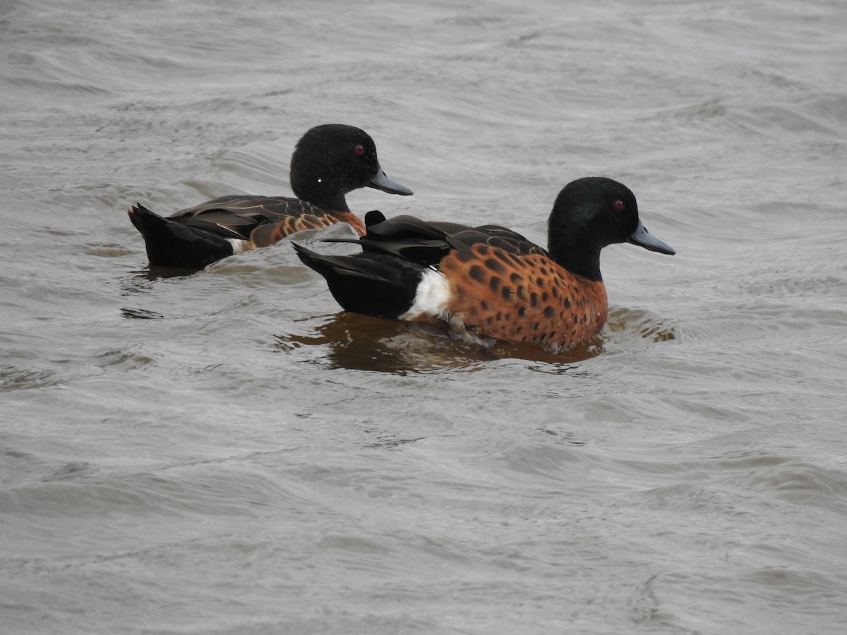 Chestnut Teal - ML643236093