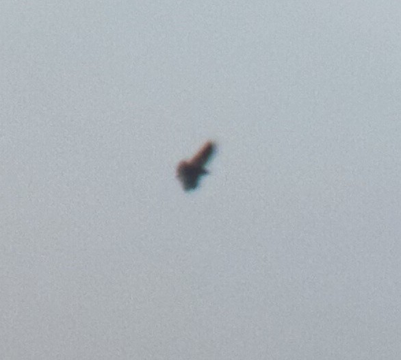 Broad-winged Hawk - ML643236120