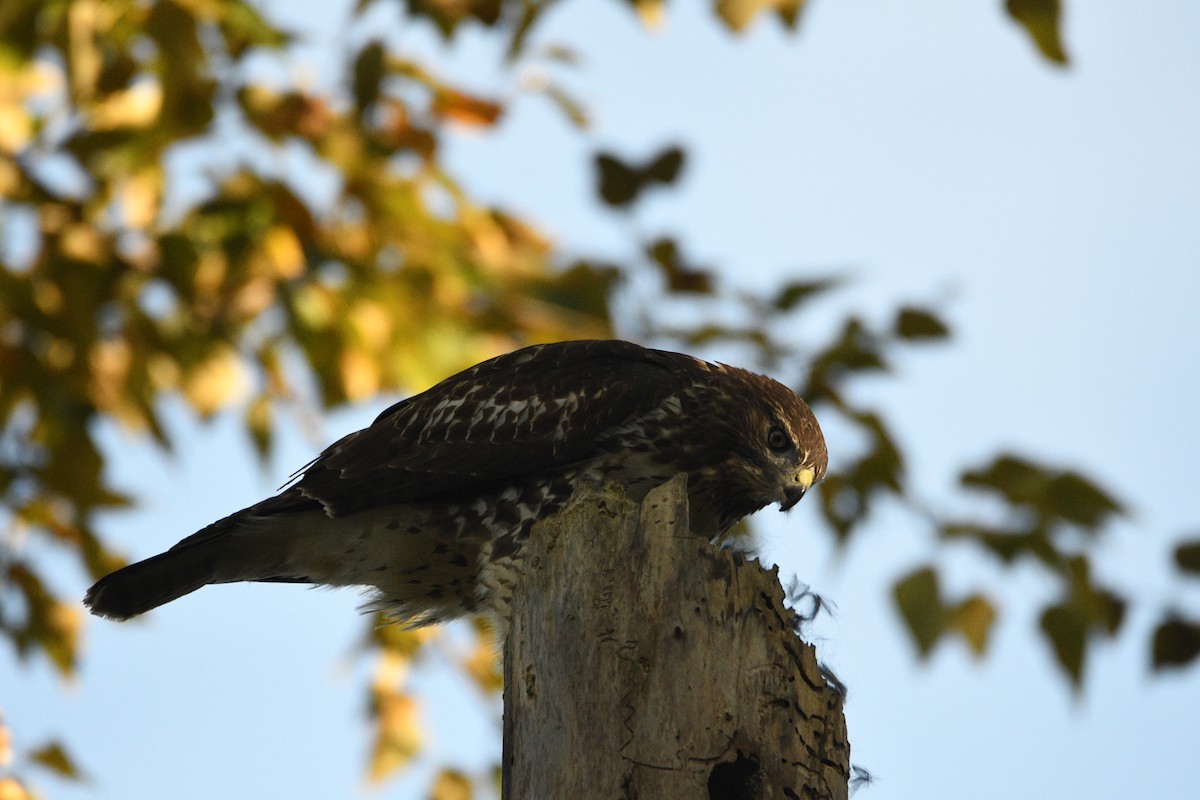 Red-tailed Hawk - ML643236139