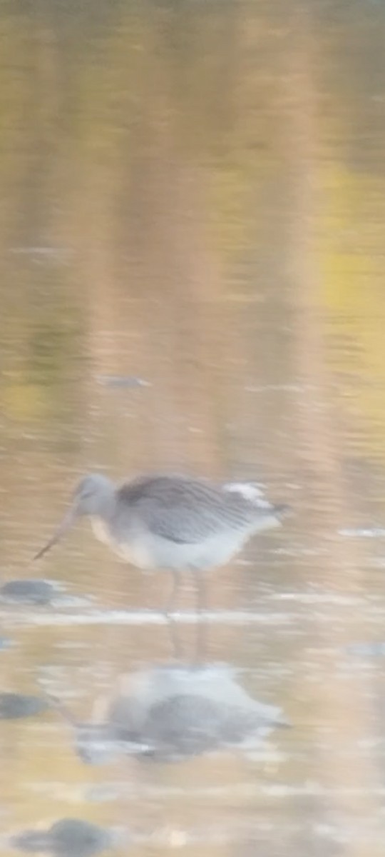 Bar-tailed Godwit - ML643236155