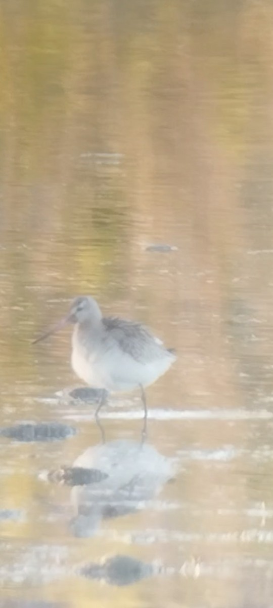 Bar-tailed Godwit - ML643236156