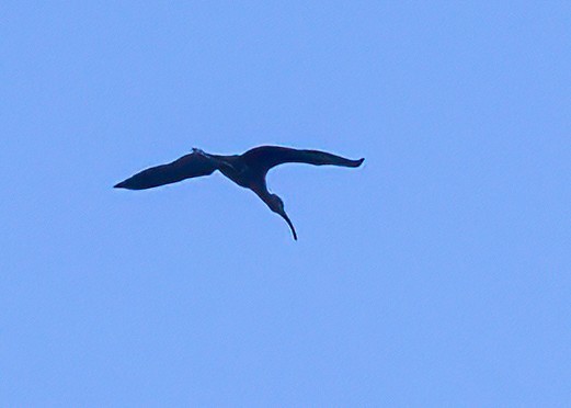 White-faced Ibis - ML643236177