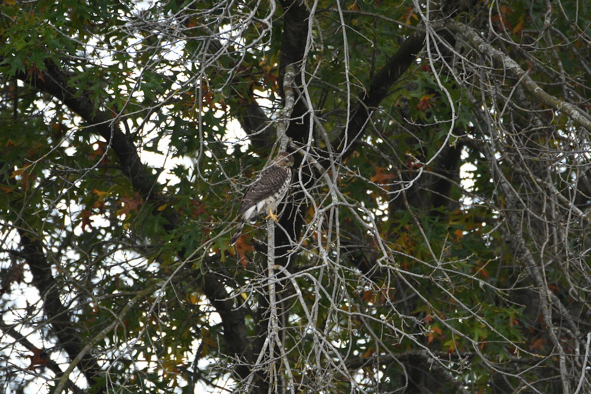 Cooper's Hawk - ML643236178