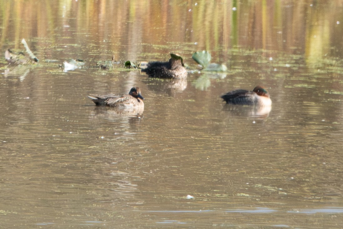 Green-winged Teal - ML643236180