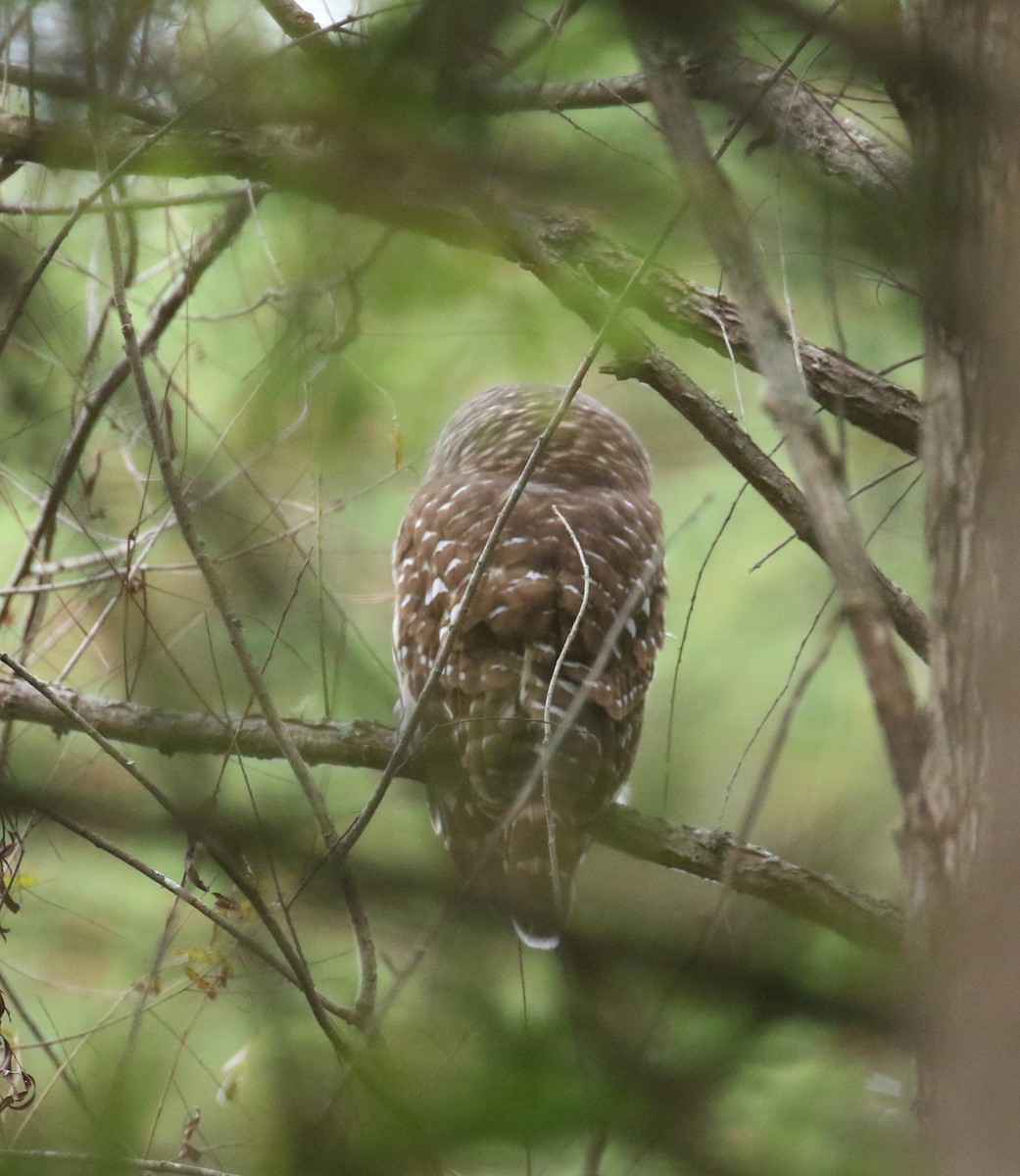 Barred Owl - ML643236216
