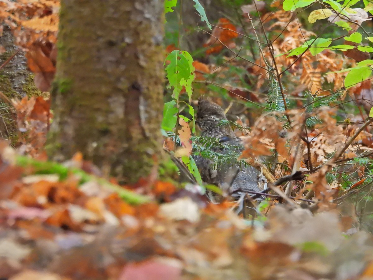 Ruffed Grouse - ML643236224