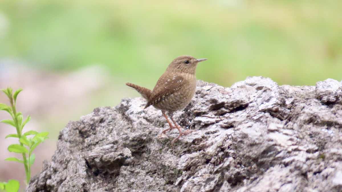 Winter Wren - ML643236226