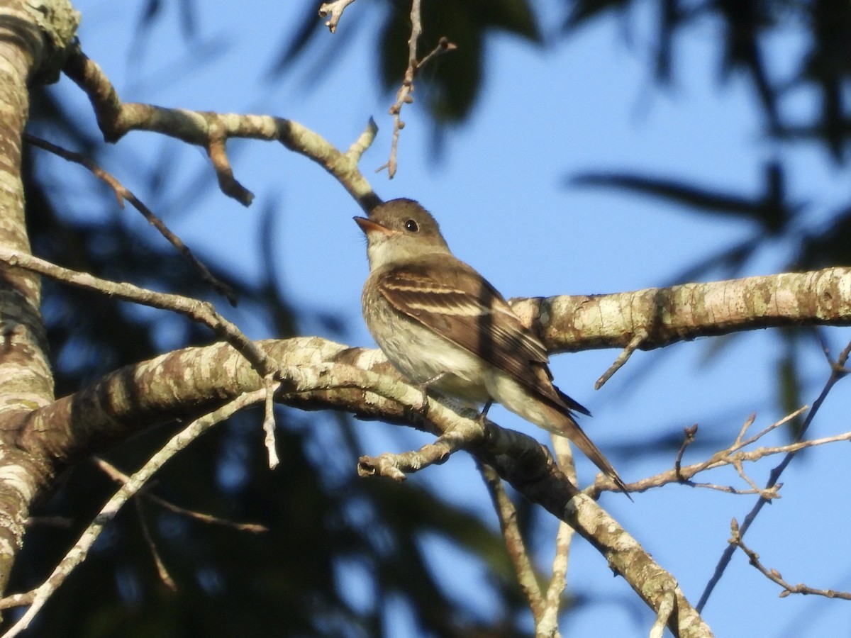 tyranovec východní - ML643236228