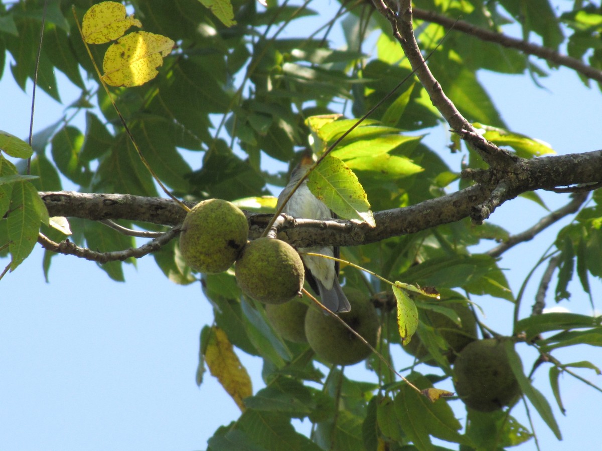 Восточный пиви - ML643236229