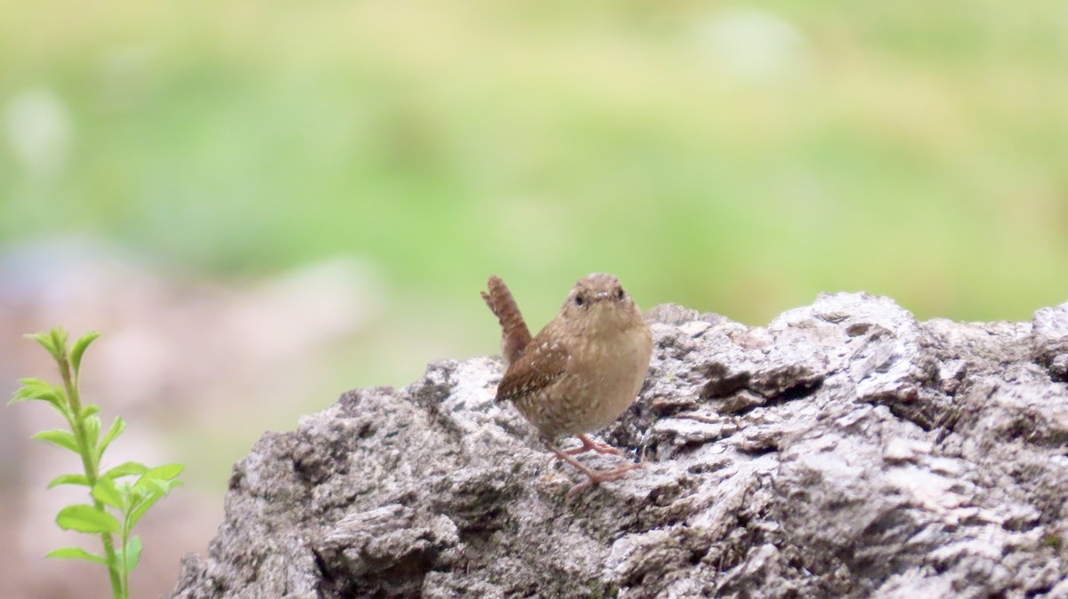 Winter Wren - ML643236233