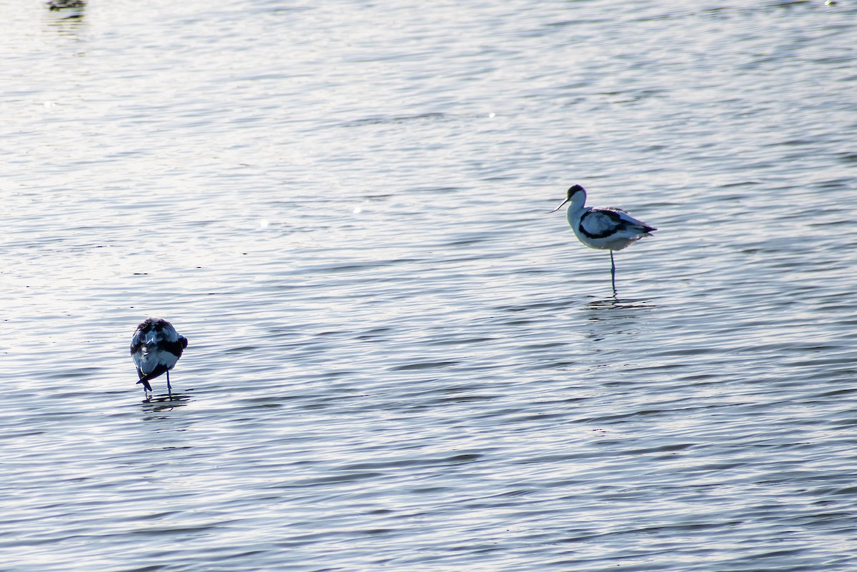Avocetta - ML643236238