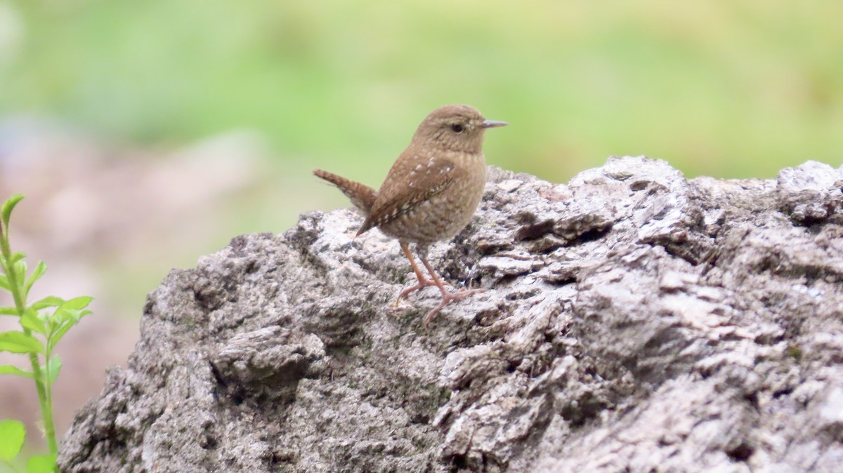 Winter Wren - ML643236240
