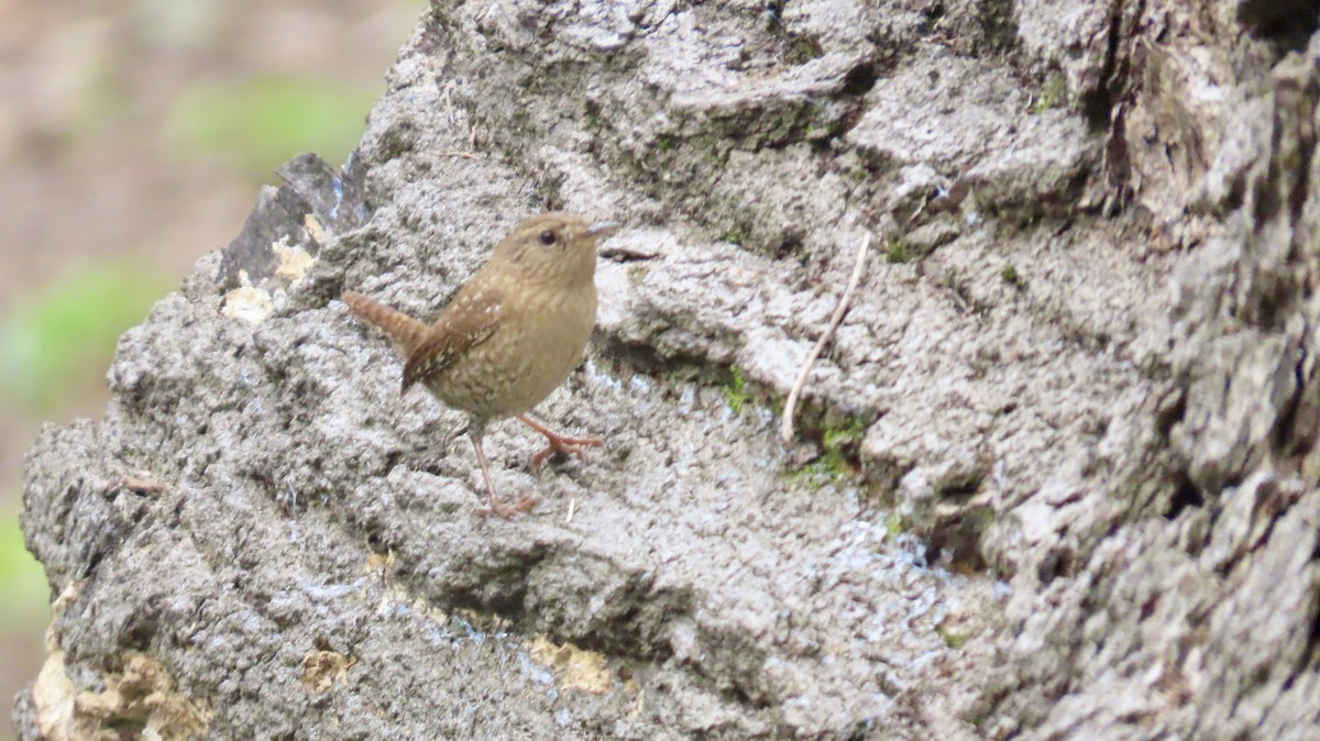 Winter Wren - ML643236247