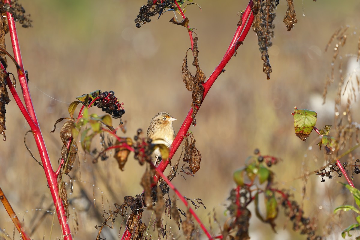 Grasshopper Sparrow - ML643236250