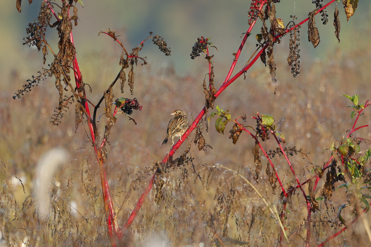 Grasshopper Sparrow - ML643236256